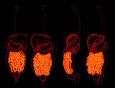 3D render insan sindirim sisteminin ince bağırsak