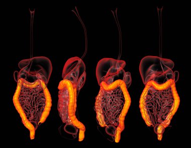 3D render insan sindirim sisteminin kalın bağırsak