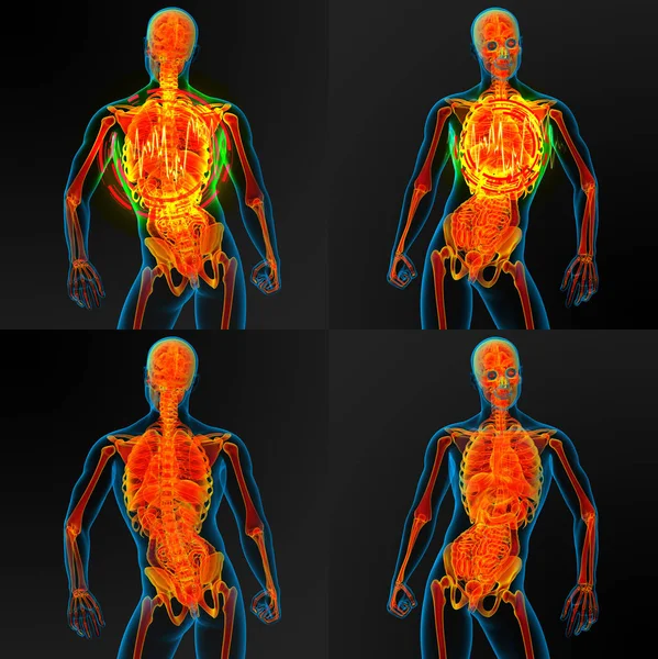 Ilustración 3d de la anatomía masculina — Foto de Stock