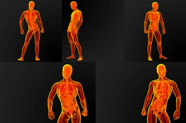 3D render ilustracja anatomii męskiej — Zdjęcie stockowe