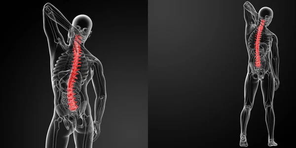 3D-rendering människans ryggrad anatomi — Stockfoto