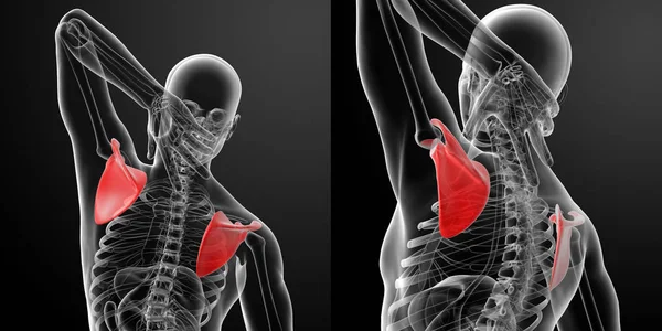 Трехмерный рендеринг иллюстрации scapulabone — стоковое фото