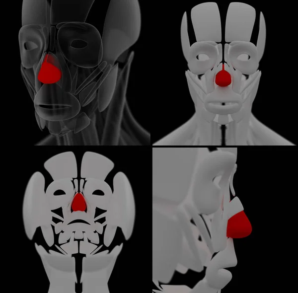 Medische illustratie van de Dilator Naris — Stockfoto