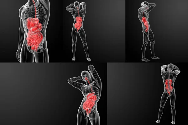 Rendering 3D del sistema digestivo umano — Foto Stock