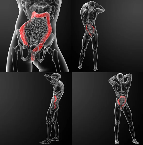 3D-Darstellung des menschlichen Verdauungssystems Dickdarm — Stockfoto