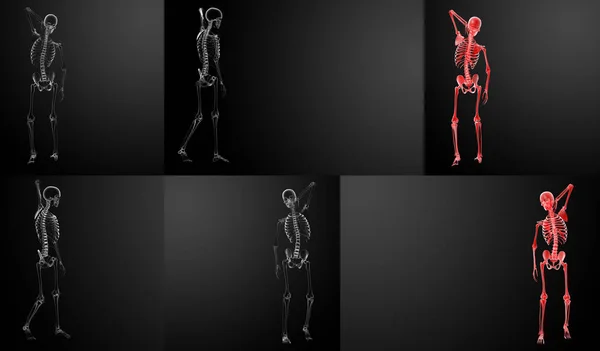 3d rendering Skeleton X-rays — Stock Photo, Image