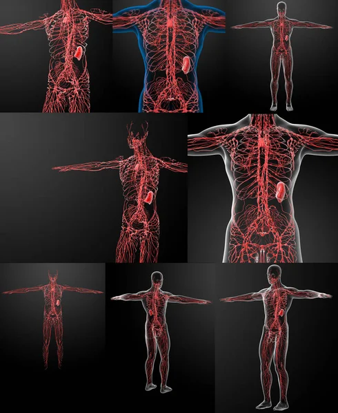 3D rendering of the lymphatic system — Stock Photo, Image