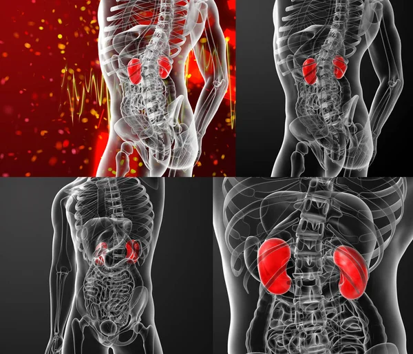3d rendering illustration of kidneys — Stock Photo, Image
