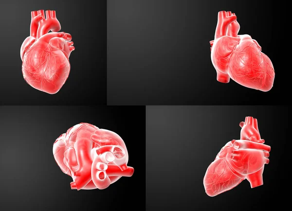 3D rendering of the  red Heart — Stock Photo, Image