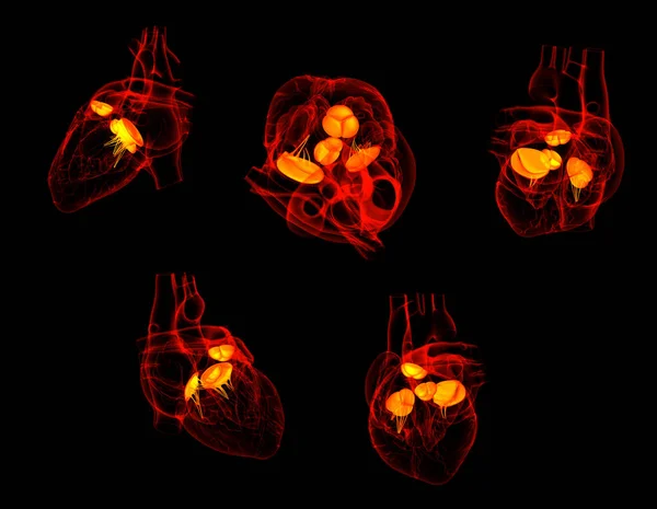 Renderowania 3D zastawki serca — Zdjęcie stockowe