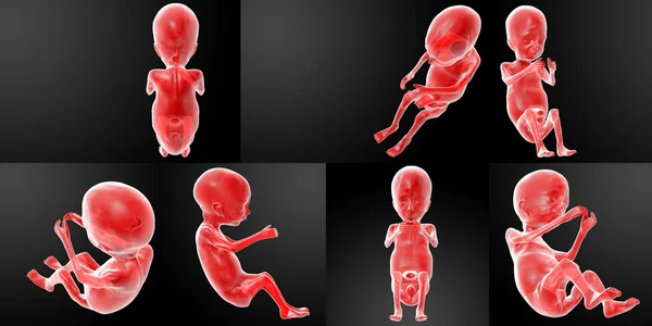 3D rendering illustratie van de menselijke foetus — Stockfoto