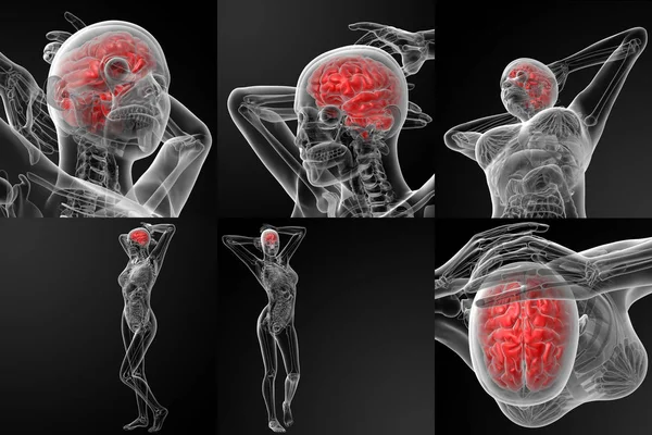Ilustración 3D del cerebro — Foto de Stock