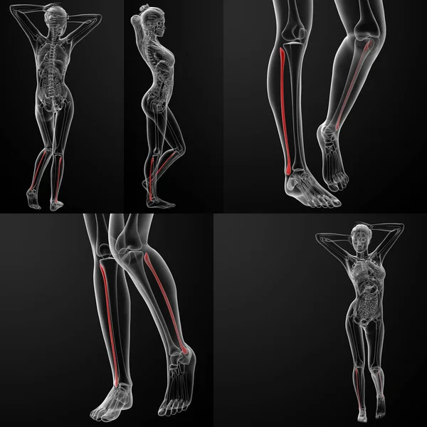 Ilustração de renderização 3D do osso fibular feminino — Fotografia de Stock