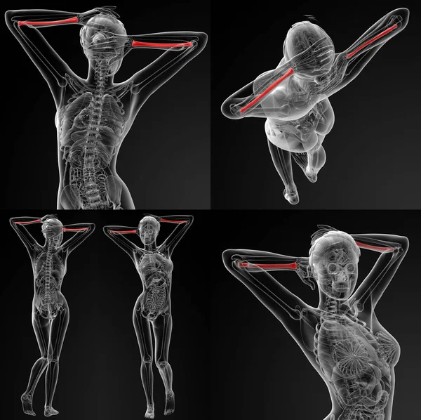 3D рендеринг с иллюстрацией лучевой кости — стоковое фото