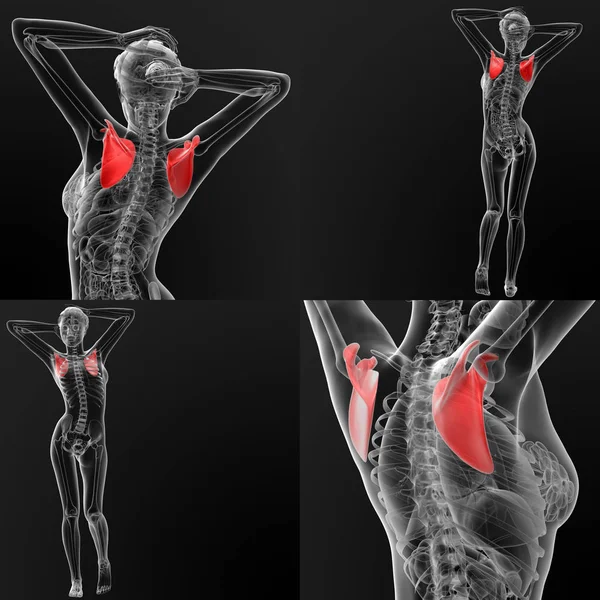 肩胛骨骨三维渲染图 — 图库照片