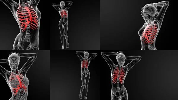 Illustrazione 3D dell'osso della gabbia toracica — Foto Stock