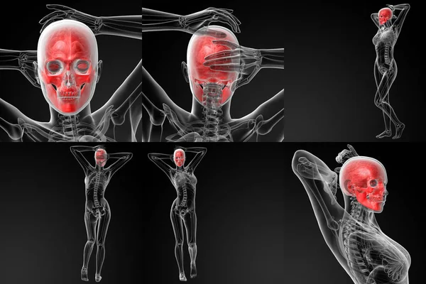 3D rendering illustratie van het bot van de schedel — Stockfoto