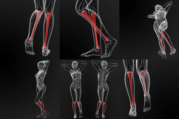 3D-рендеринг кости большеберцовой кости — стоковое фото