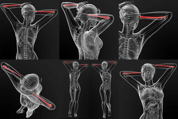 3D рендеринга ультразвукової кістки — стокове фото
