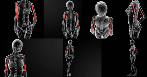 Gambaran 3D dari tulang humerus — Stok Foto