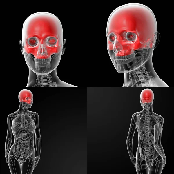 3D vykreslování obrázku kosti lebky - horní polovina — Stock fotografie