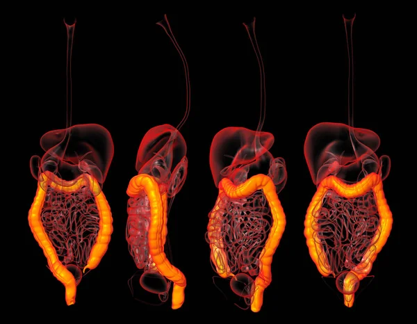 3d rendering del sistema digestivo umano intestino crasso — Foto Stock