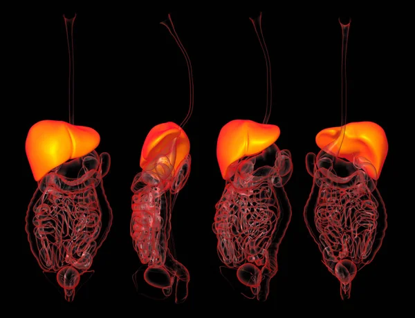 肝臓の 3 d レンダリングの人間 — ストック写真