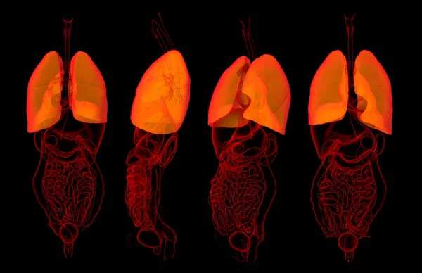 3D renderowania Medycyna ilustracji płuc — Zdjęcie stockowe
