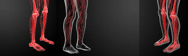 3D rendering lymphatic system visible leg — Stock Photo, Image