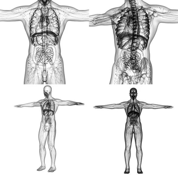 3D-Darstellung medizinischer Darstellung der menschlichen Anatomie — Stockfoto