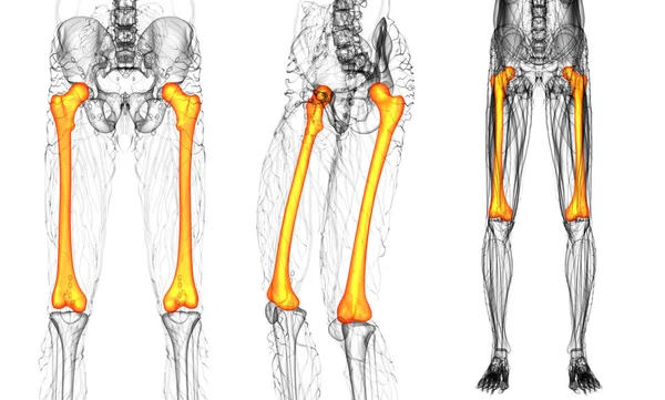 3D vykreslování lékařské ilustrace stehenní kosti — Stock fotografie