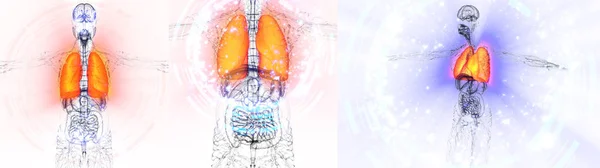 3d 渲染医学插图的人类的肺 — 图库照片