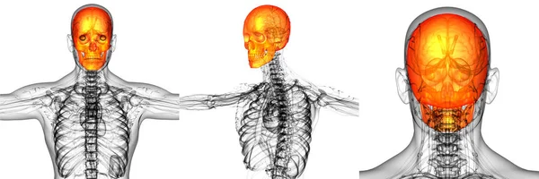 3D rendering medical illustration of the skull bone