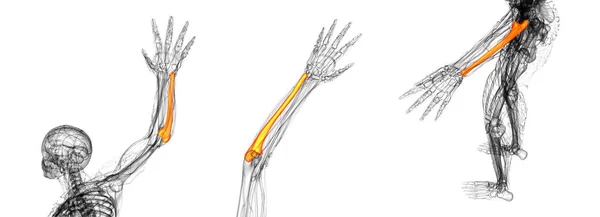Representación 3D ilustración médica del cúbito óseo —  Fotos de Stock