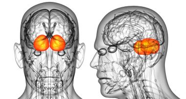 3D rendering medical illustration of the human brain cerebrum  clipart