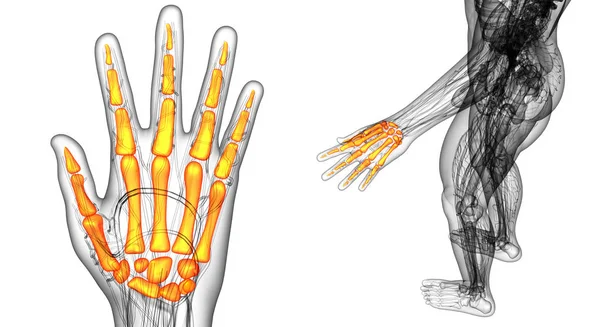 3D rendering illustration of the skeleton hand — Stock Photo, Image