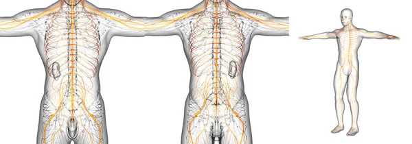 3D-Darstellung medizinischer Darstellung des Nervensystems — Stockfoto