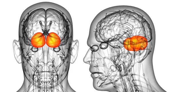 Representación 3D ilustración médica del cerebro humano — Foto de Stock