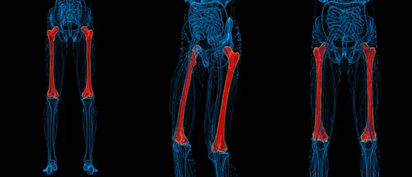 3D renderização ilustração médica do osso do fêmur — Fotografia de Stock