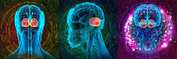 3D rendering medical illustration of the human brain cerebrum — Stock Photo, Image