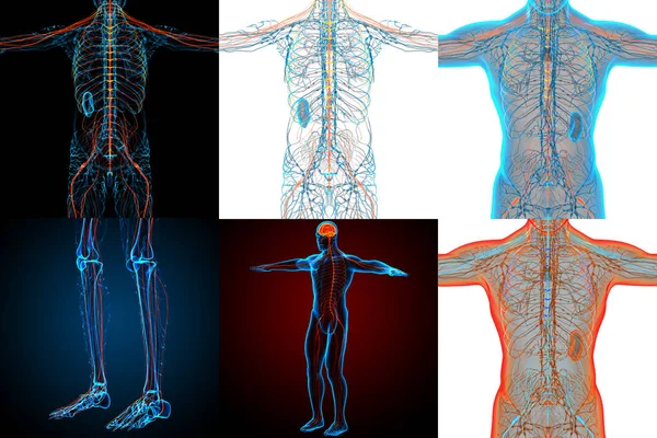 3D-Darstellung medizinischer Darstellung des Nervensystems — Stockfoto