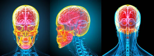 3D renderowania Medycyna ilustracji ludzkiej czaszki — Zdjęcie stockowe