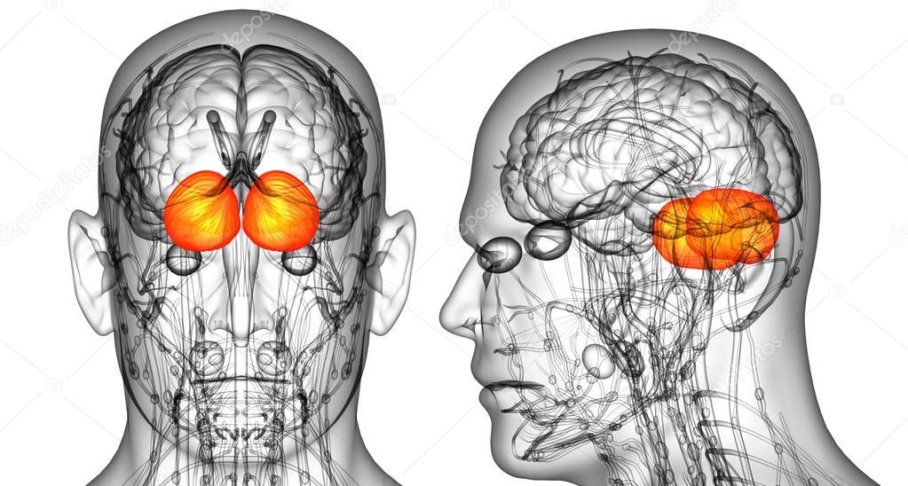 3D rendering medical illustration of the human brain cerebrum 