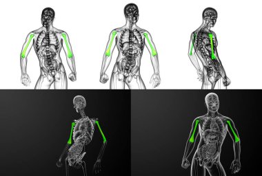 pazı kemiği kemik 3D işleme tıbbi çizimi