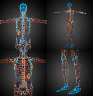 lenfatik sistem 3D işleme tıbbi çizimi