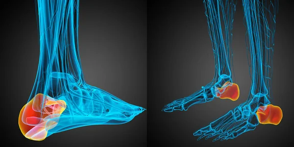 3d rendering medical illustration of the calcaneus bone — Stock Photo, Image