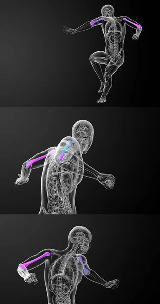 3d representación médica ilustración del hueso húmero — Foto de Stock