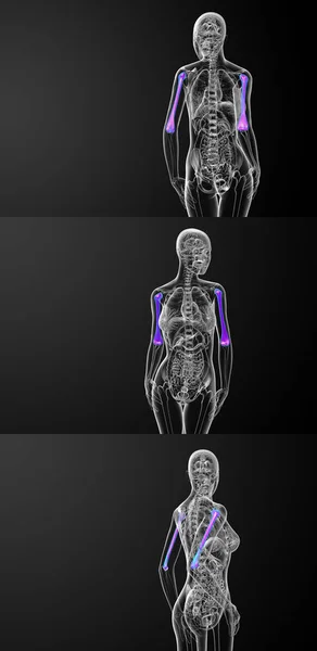 3d representación médica ilustración del hueso húmero — Foto de Stock