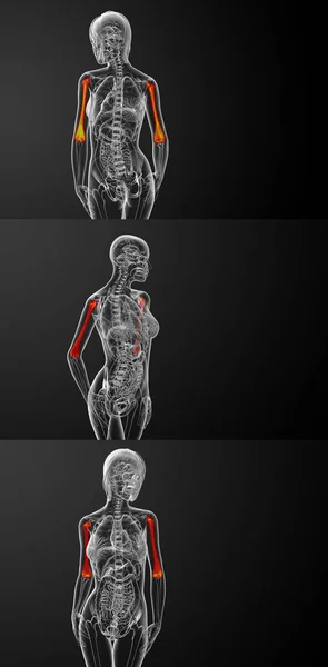 3d representación médica ilustración del hueso húmero — Foto de Stock