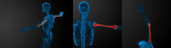3d renderização ilustração médica do osso do úmero — Fotografia de Stock